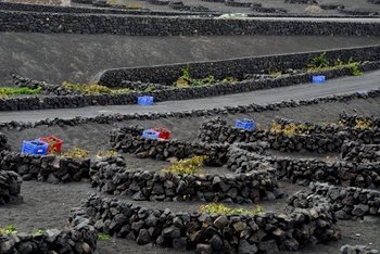 agriculture-near-tenesar-lanzarote.jpg