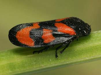 Cercopis_vulnerata_3.jpg