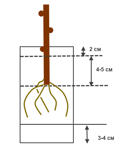 посадка черенка.png
