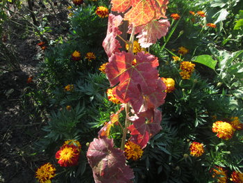 IMG_1726.JPG