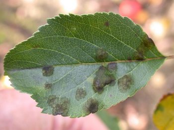 Apple scab - mature infection on leaves.jpg