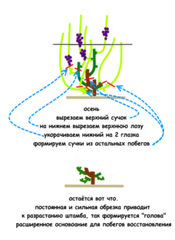 головчатая4.png