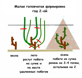 головчатый2.png