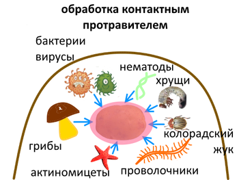 картофель803182.png