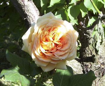 100_6829.JPG