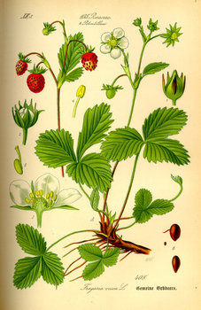 Illustration_Fragaria_vesca0.jpg