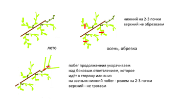 Беперсик 2.png