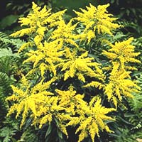 solidago.jpg