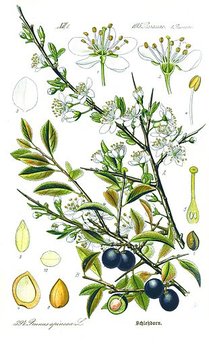 Illustration_Prunus_spinosa1.jpg