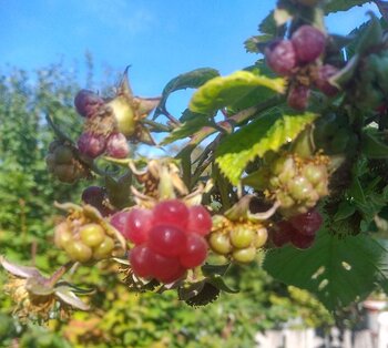 Деформированные ягоды малины созревшие.jpg