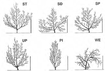 A-selection-of-peach-tree-growth-habits-that-can-be-developed-through-breeding-Standard.png