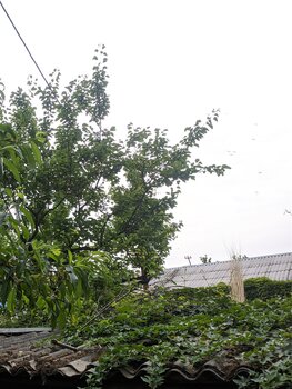 кусок соседского персика+дальняя ветвь моего Абрикоса, куда не дотянуться с химией.jpg