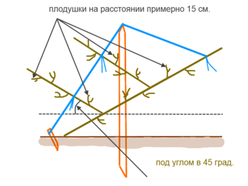 маршкол2.png