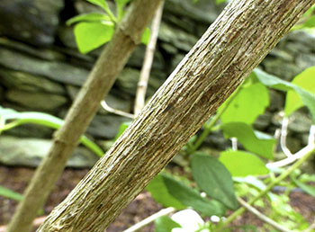 mock-orange-bark.jpg