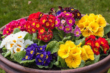 40102731-pot-of-colorful-primrose-flowers.jpg