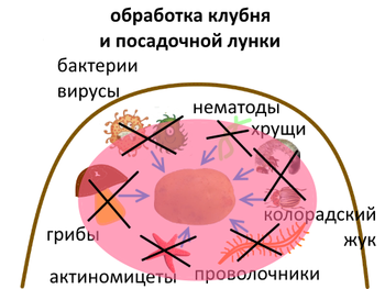 картофель8031824.png