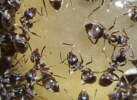 275px-Lasius.jpg