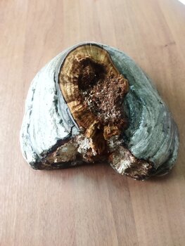 Fomes fomentarius (1).jpg